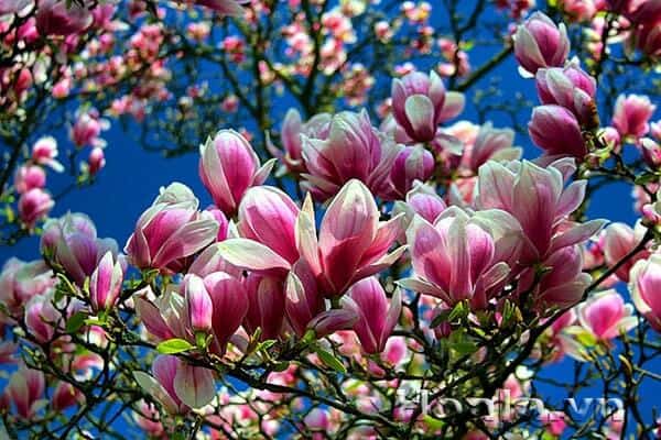 Hoa tươi Nguyệt Hỷ