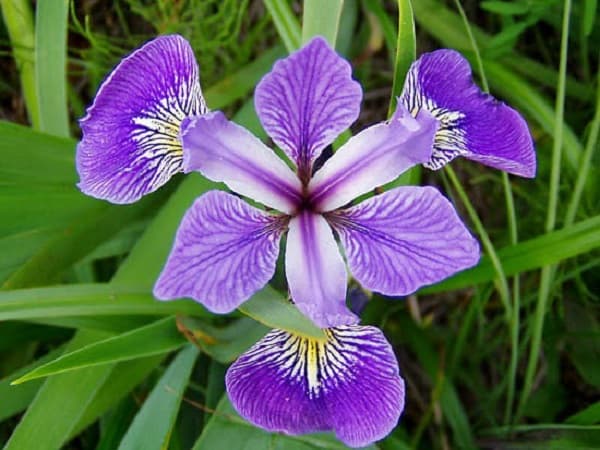 Hoa tươi Nguyệt Hỷ