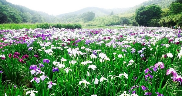 Hoa tươi Nguyệt Hỷ