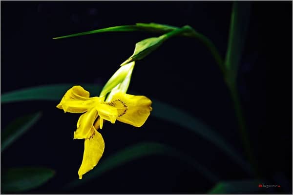 Hoa tươi Nguyệt Hỷ