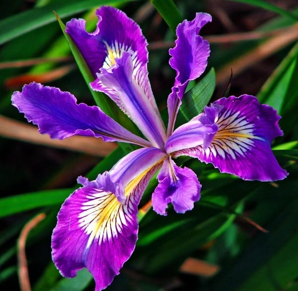 Hoa tươi Nguyệt Hỷ