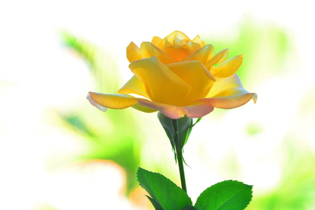 Hoa tươi Nguyệt Hỷ