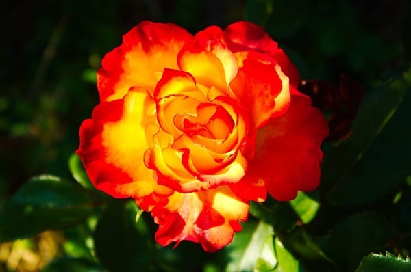 #[GIẢI MÃ]10 Ý nghĩa Hoa hồng, 89 Bức ảnh hoa hồng đẹp nhất