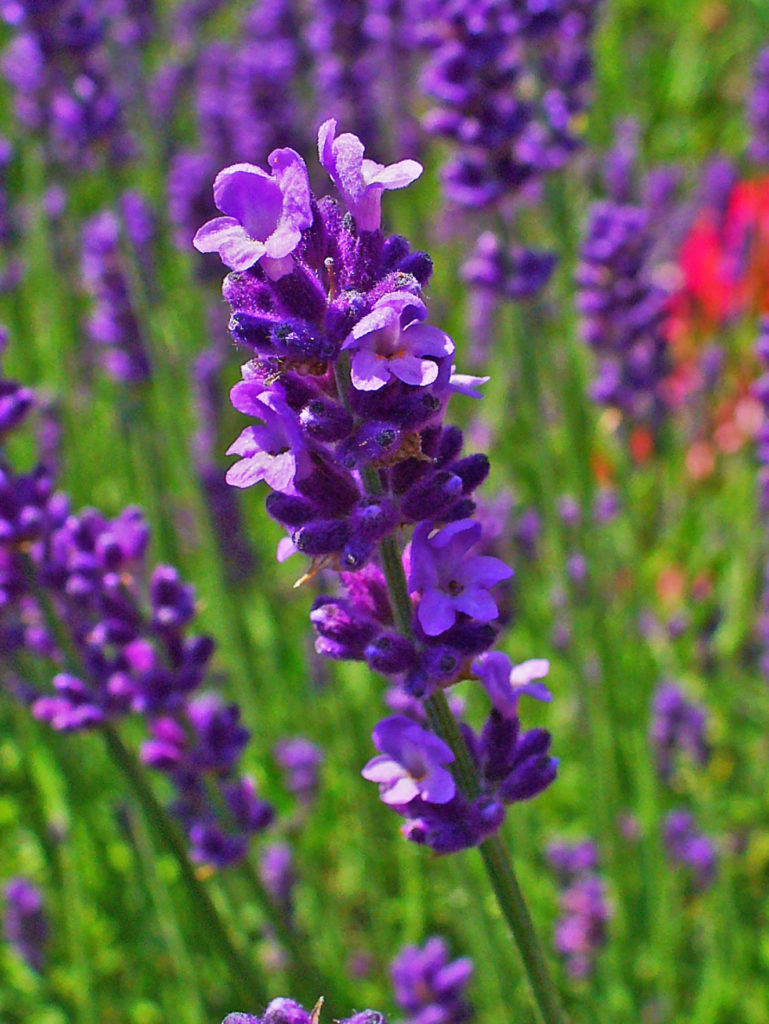 Ý Nghĩa Hoa Lavender - Sắc Tím Mang Hương Vị Ngọt Ngào Của Tình Yêu