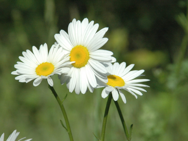 Hoa cúc - Loài hoa mang trong mình nhiều tầng ý nghĩa