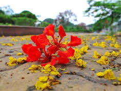 Hoa tươi Nguyệt Hỷ