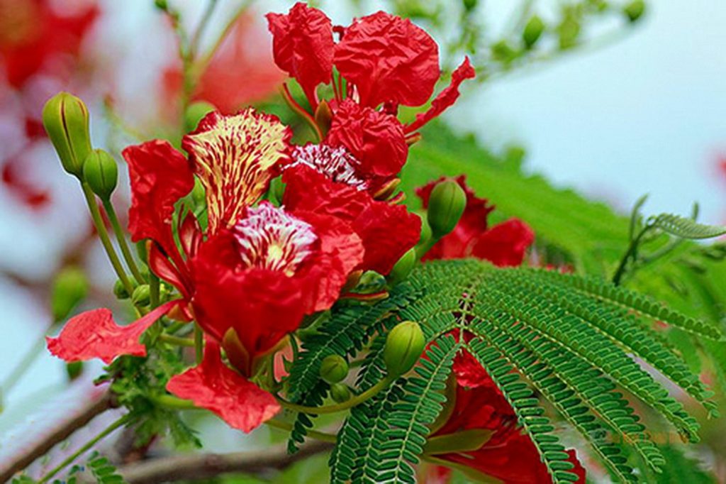 Hoa tươi Nguyệt Hỷ