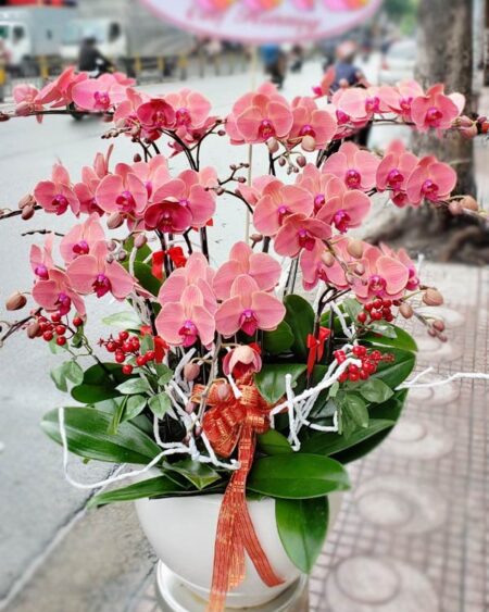 hoa-lan-ho-diep (23)