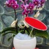 hoa-lan-ho-diep (25)