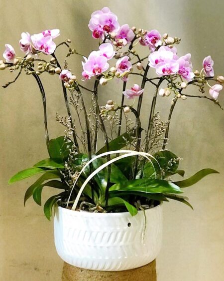 hoa-lan-ho-diep (35)