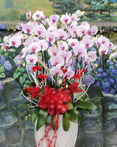 hoa-lan-ho-diep (41)