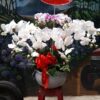 hoa-lan-ho-diep (46)