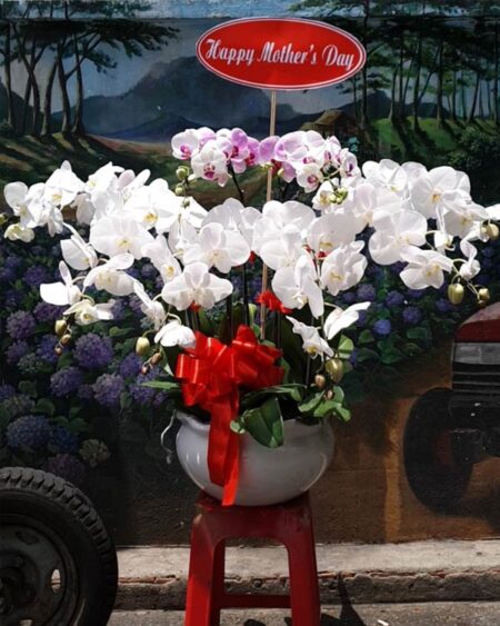 hoa-lan-ho-diep (46)