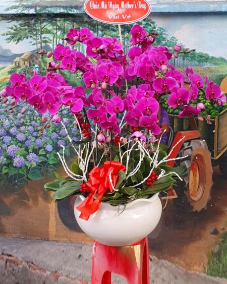 hoa-lan-ho-diep (64)