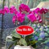 hoa-lan-ho-diep (65)