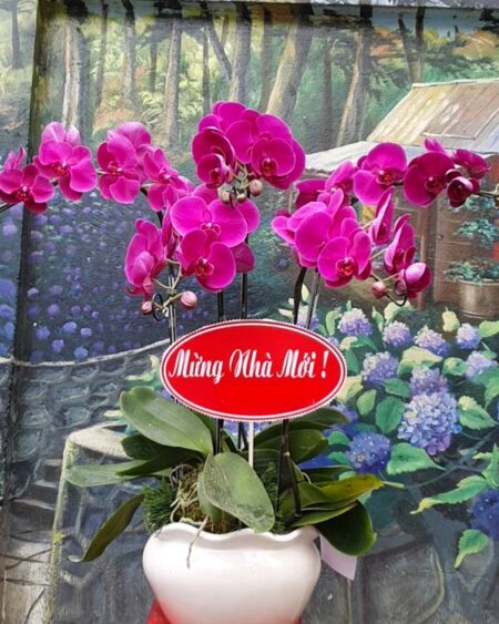 hoa-lan-ho-diep (65)