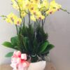 hoa-lan-ho-diep (66)