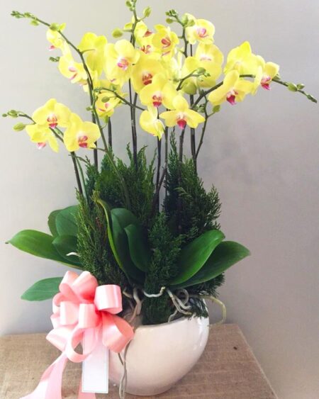 hoa-lan-ho-diep (66)