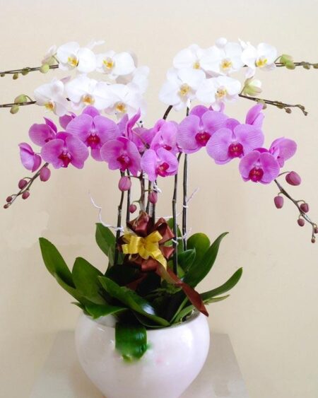 hoa-lan-ho-diep (68)