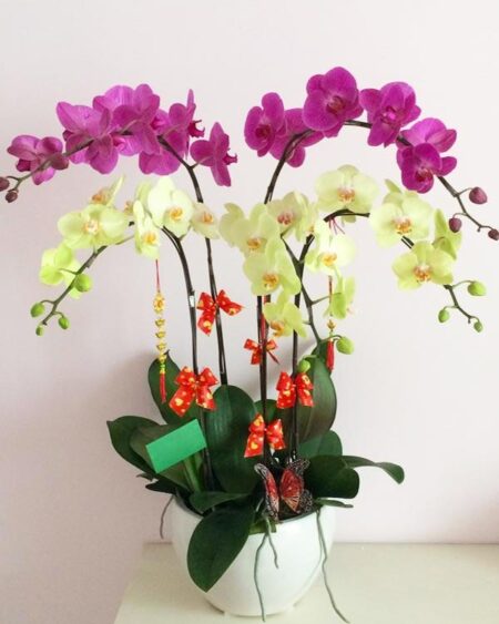 hoa-lan-ho-diep (69)