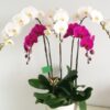 hoa-lan-ho-diep (70)