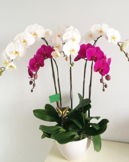 hoa-lan-ho-diep (70)