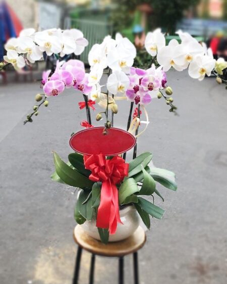 hoa-lan-ho-diep (72)