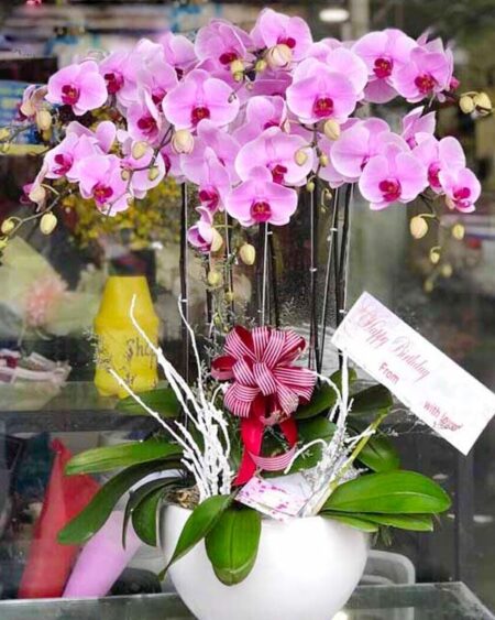 hoa-lan-ho-diep (75)