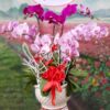 hoa-lan-ho-diep (97)