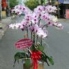 hoa-lan-ho-diep-mau-hong (3)