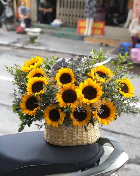 Ánh dương 01