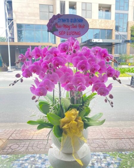 lan-ho-diep-mau-tim (2)