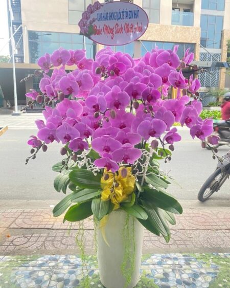 lan-ho-diep-mau-tim (3)