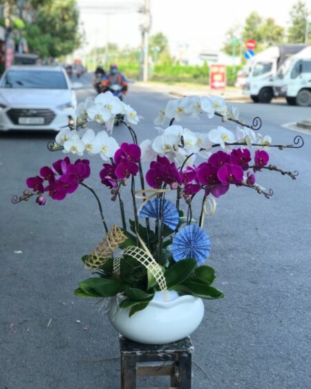 lan-ho-diep-mau-tim (4)