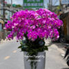 Chau Lan Ho Diep Tim 024