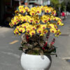 Hoa Lan Ho Diep Tphcm 3333