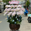 Lan Ho Diep Dep Sai Gon 29482