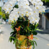 Lan Ho Diep Dep Sai Gon 3234