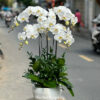Lan Ho Diep Gia Re 345345