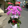 Lan Ho Diep Gia Re 6666