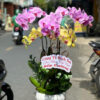 Lan Ho Diep Gia Re Sai Gon 3333 (2)