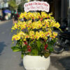 Lan Ho Diep Gia Re Tphcm 56767