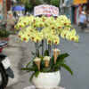 Lan Ho Diep Gia Re Tphcm 766776