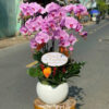Lan Ho Diep Quan 1 