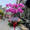 Lan Ho Diep Quan 10 3422