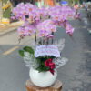 Lan Ho Diep Quan Binh Tan 5343
